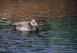 canard chipeau